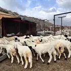 طليان ورخال ضحايا