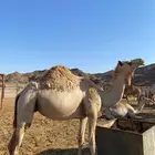 ناقه مهجنه للبيع لقحه
