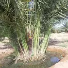 فسائل نخل للبيع جميع الأنواع يوجد نقل المملكة كلها