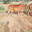 بسم الله الرحمن الرحيم