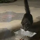 قط ضائع يا سكوتش او روشون بلو