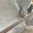 للبيع جوزين كروان مع فروخهم