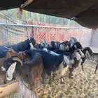 معزا