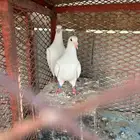 زاجل هولندي