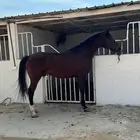 حصان جزيري بيور ودم فوقاني من خيل الخالديه