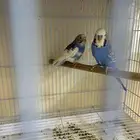 طيور حب جوز منتجين