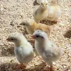 صيصان بلدي للبيع