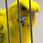 للبيع ذكر باجي ورده عدله