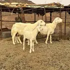ضان