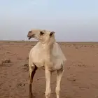 قعود باتلي كفوو للبيع