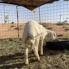 بهم طليان