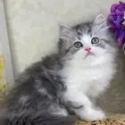 كيتن شيرازي بيكي فيس هملايا راغدول كيتنز برتش سكوتش قطط قط