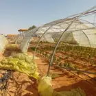 بيوت محميه عدد 5 بيوت نظيفه بطول 40 9