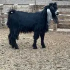 تيس فحل عارضي