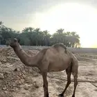عشاير مسحب حشوها