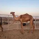 للبيع بكره طيبه