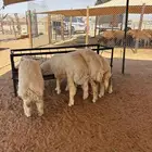 ذبايح نعيمي ذبائح حري سواكني