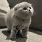 قط سكوتش فولد للبيع