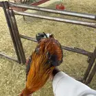 ديك ودجاجه بلدي