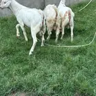 ذبايح تيوس بيشية شحم ولحم جملة و تفريد ( تم البيع )