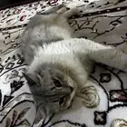 قطه انثى ضائعة الخرج حي الزاهر