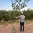 غاف مكسيكي للبيع