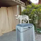 كلب هاسكي