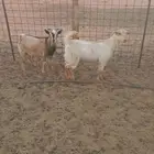 تيوس جنوبيه الي يبي يفحل اويدبح