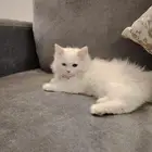 قطه للبيع