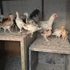 دجاج بلدي للبيع