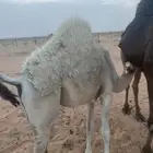 قعود للبيع العمر 6 شهر ينقص او يزيد الموقع شرق ضرية 25 كيلو