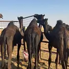 حشو قصب العدد 7 مجاهيم