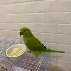 بغبغا ضريف