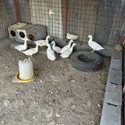 بط بكيني