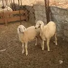 طليان الحرازات