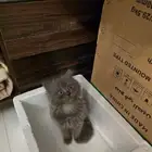للبيع قطط هملايا صغيره