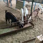 معزا بيشيه وجنوبي