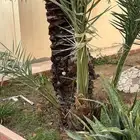 تنسيق حدائق ونخيل