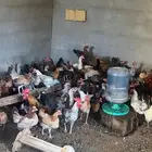 دجاج بياض بياض للبيع