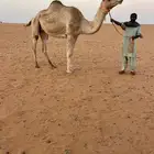 للبيع رحول