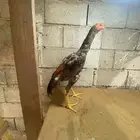 ديك شامو الماني