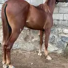حصان شعبي