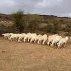 غنم مراح العدد50 راس