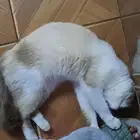 قطه مفقوده مكافئه الف ريال لمن يجاده