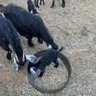 معزاء للبيع