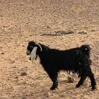 تيس فحل جذع عارضي للبيع