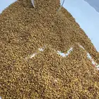 بذور برسيم حضرمي درجة أولى مضمون ونظيف ومجرب