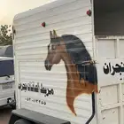 عربه لنقل الخيل نجران