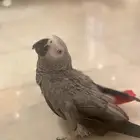 للبيع ببغاء كاسكو بصحة ممتازة