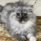 كيتن انثى سكوتش هجين شيرازي للبيع